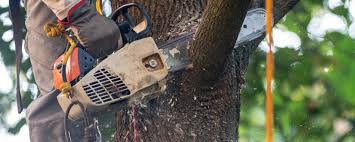 Best Fruit Tree Pruning  in Westview, FL