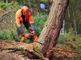 Best Tree and Shrub Care  in Westview, FL