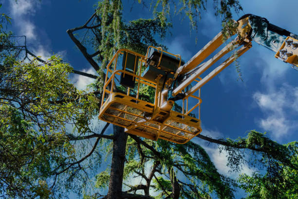 How Our Tree Care Process Works  in  Westview, FL