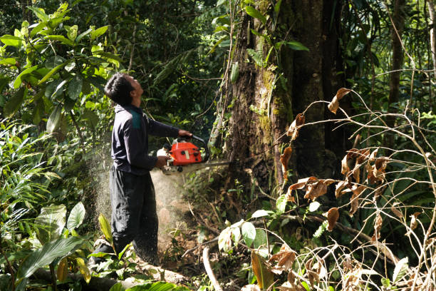 Best Arborist Consultation Services  in Westview, FL