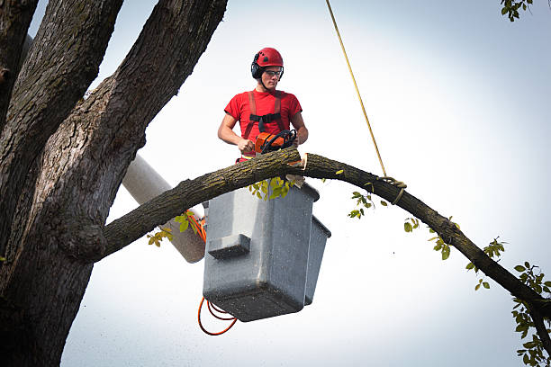 Best Tree Removal  in Westview, FL