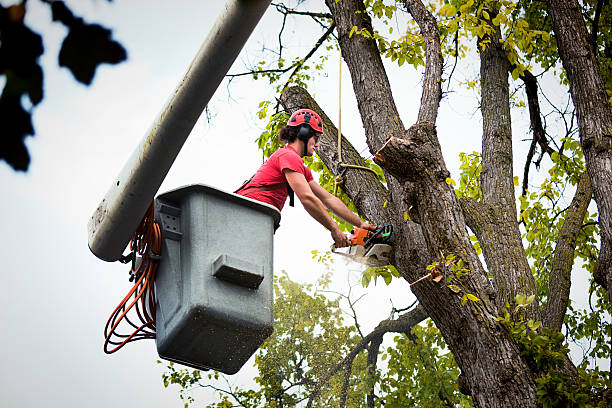Best Tree Disease Treatment  in Westview, FL