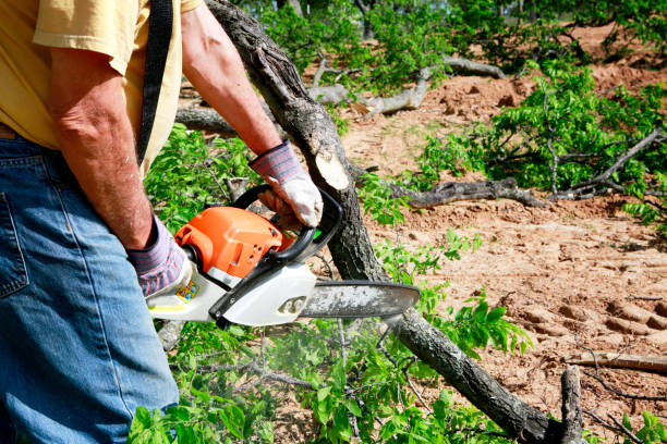 Best Tree Removal  in Westview, FL