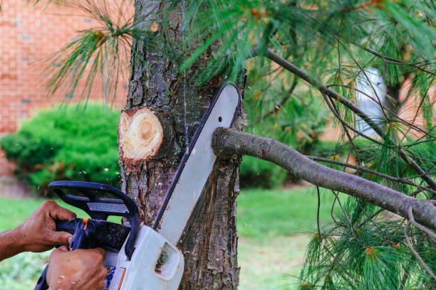 Best Hazardous Tree Removal  in Westview, FL